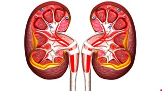 大愛腎臟移植受贈者登記及等候流程