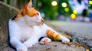 Cat-scratch Disease 貓抓病