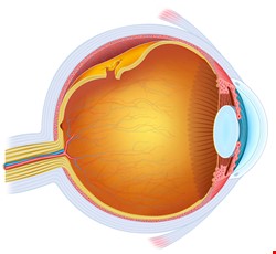 為什麼會視網膜剝離？