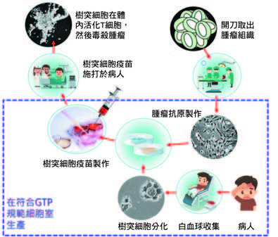 圖1：樹突免疫細胞治療技術流程