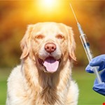 狂犬病之預防與治療