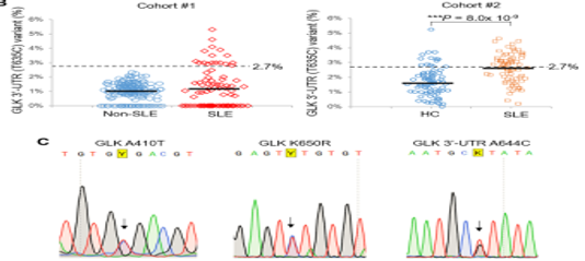 Genomic sequencing and functional analyses identify MAP4K3/GLK germline and somatic variants associated with systemic lupus erythematosus