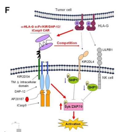Targeting human leukocyte antigen G with chimeric antigen receptors of natural killer cells convert immunosuppression to ablate solid tumors img