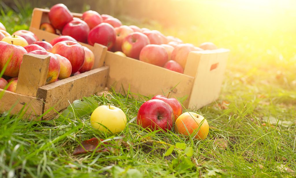  蘋果跨足個人健康和健身領域 